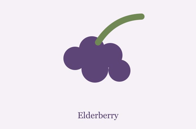 Elderberry extract powder and berry material for supplier review
